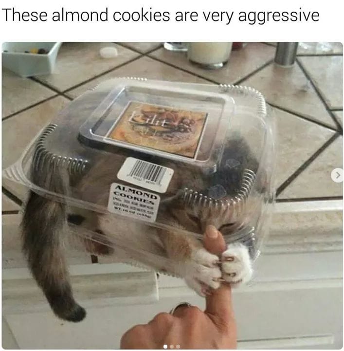 A cat sitting in a clear cookie container, attacking a human's finger